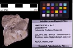 Foto (Objekt + Etiketten) von Decapoda indet. (NHMW-GEO-1990-0041-0360)